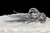 Dicranurus Trilobite - Free Standing Spines! #161341-4